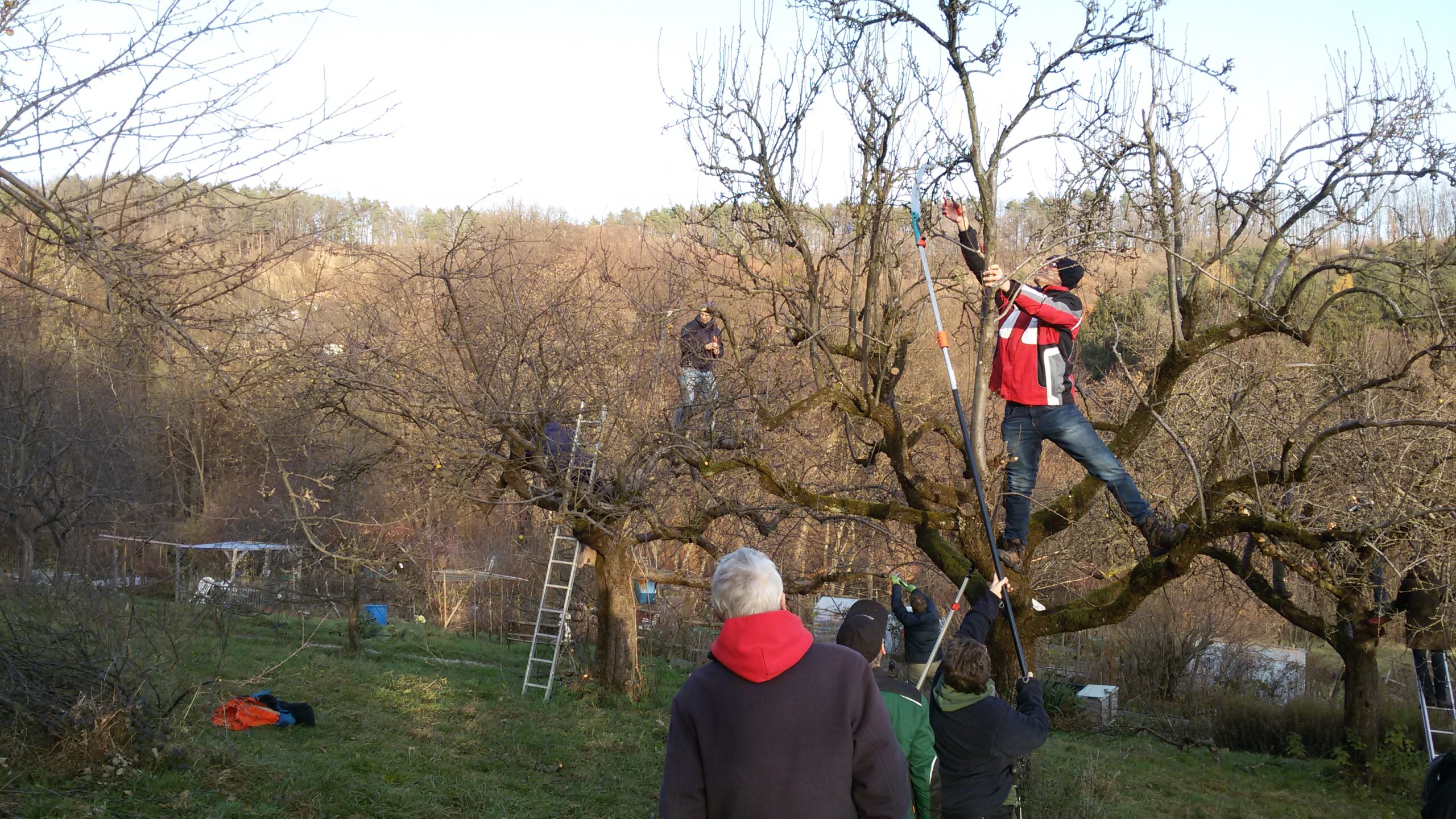 Zertifikatslehrgang Obstbaumwärter:in/Obstbaumpfleger:in
