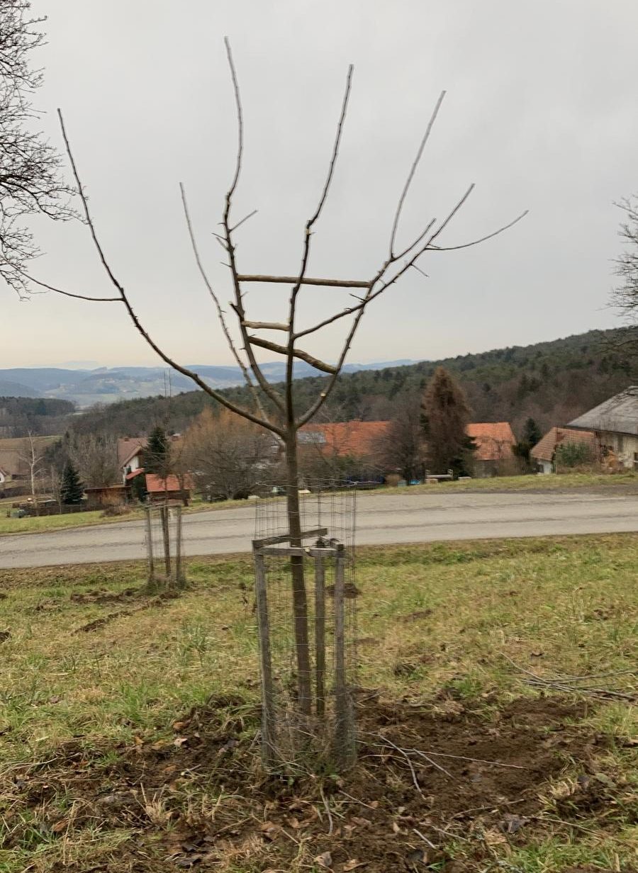Junge Obstbäume fachkundig schneiden