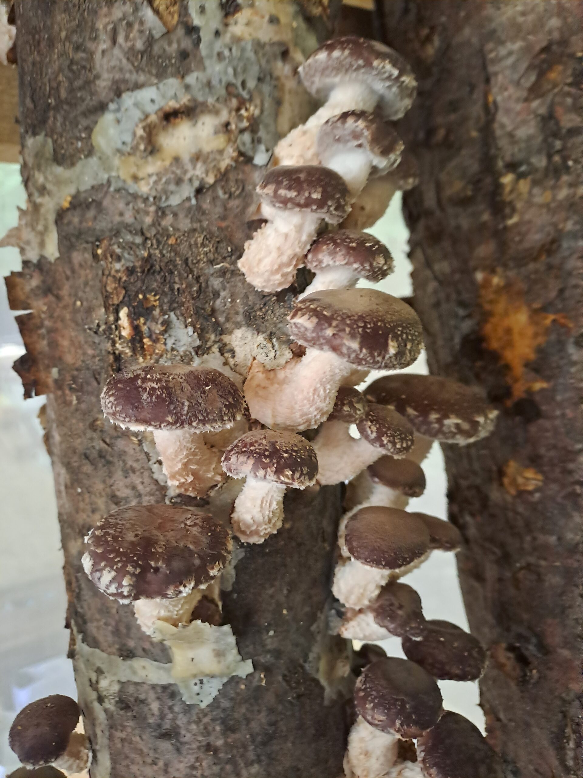 Shiitake-Pilze in Baumstämmen