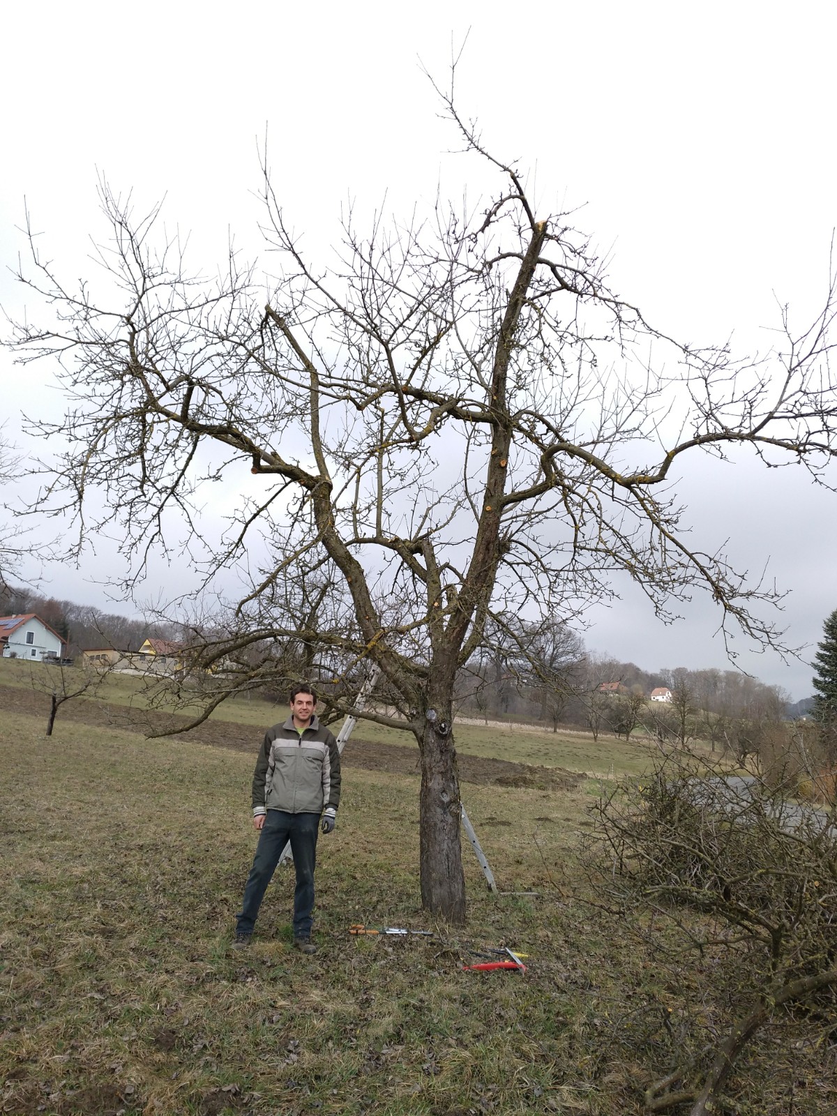 Winterschnittkurs für Streuobstbäume