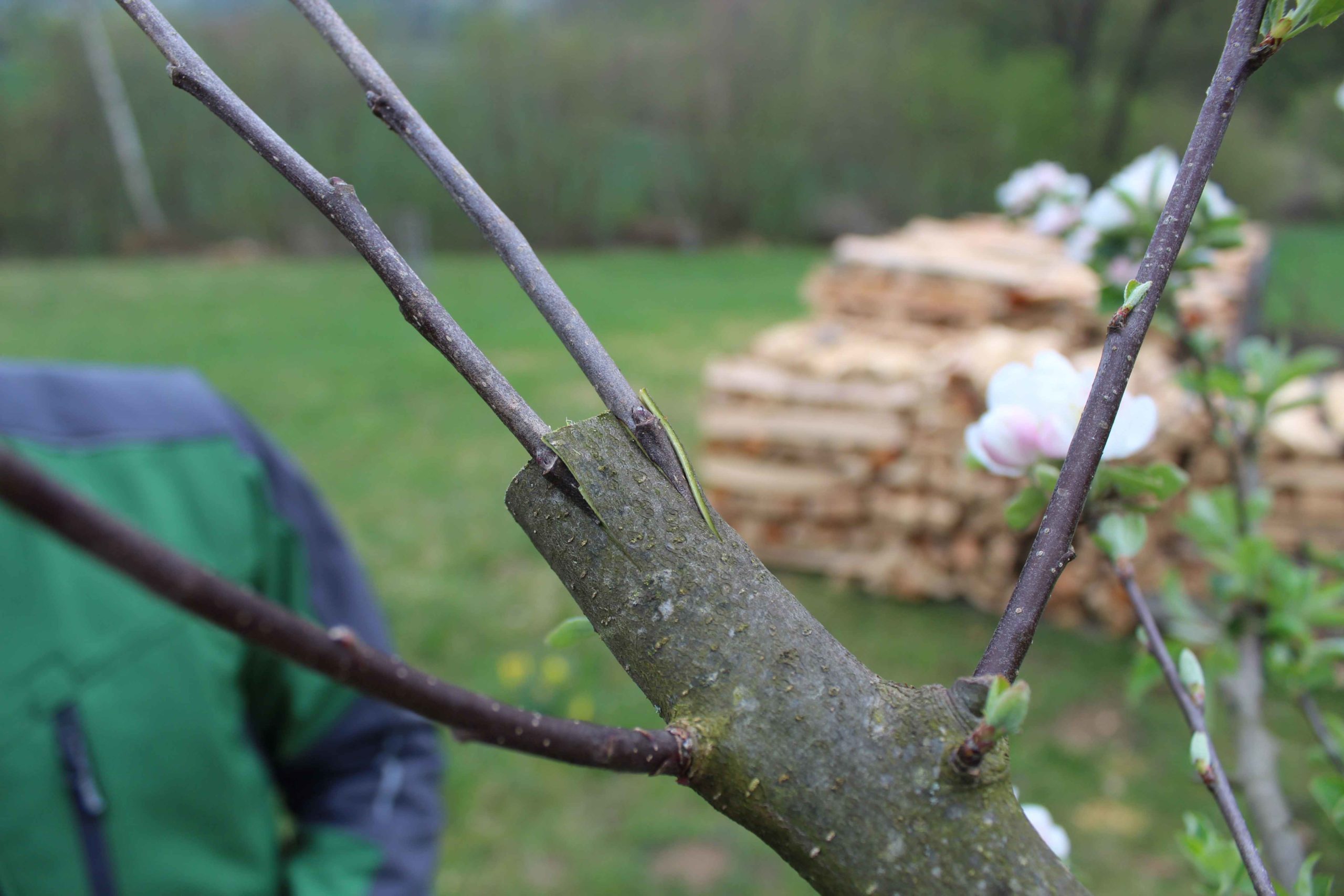 Obstbäume selbst gemacht – Winterveredelungen